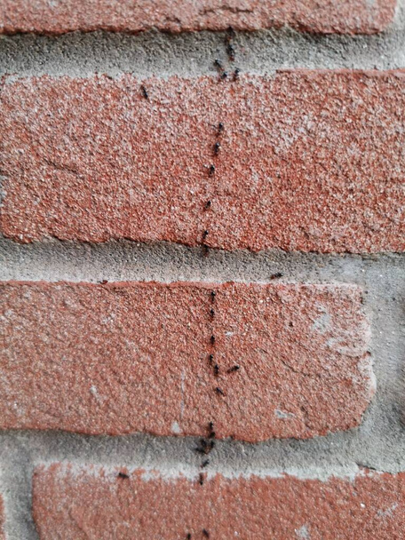 mrówki w kolumnie na ścianie z czerwonej cegły. Wysokiej jakości zdjęcie - Zdjęcie, obraz