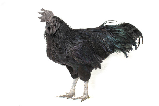 Fekete kakas Ayam Cemani csirke elszigetelt fehér alapon. - Fotó, kép
