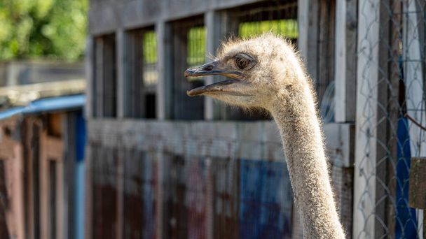 cabeça de um avestruz africano com um bico aberto
 - Foto, Imagem