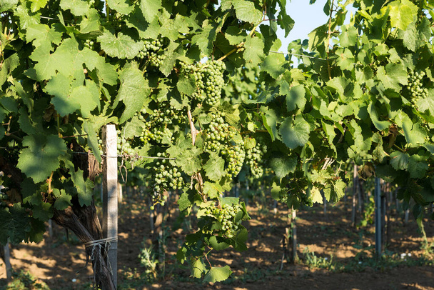 Wijngaard plantage in de zomer. Groen groeiende wijnstok gevormd door struiken. - Foto, afbeelding