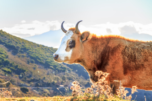 Vaca da Córsega no Col de San Colombano
 - Foto, Imagem