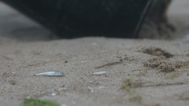 Close-up van een zwart vat met een biorisicoteken aan de oceaankust met ernaast een dode vis. - Video