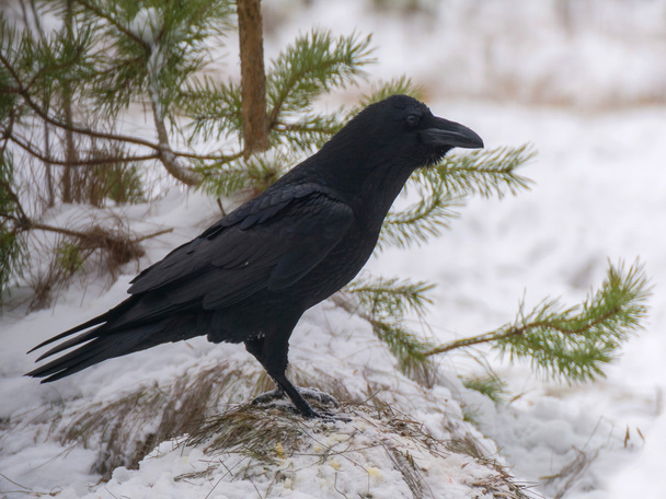 schwarzer Vogel - Rabe - Foto, Bild