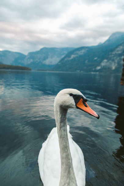 A vertical shot of a white swan swimming in the lake in Hallstatt. Austria - Foto, imagen