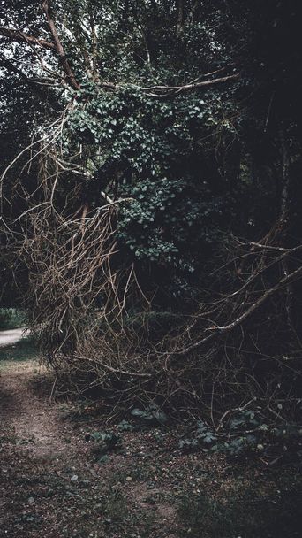 A vertical shot of a dark gloomy forest with broken branches - Фото, зображення