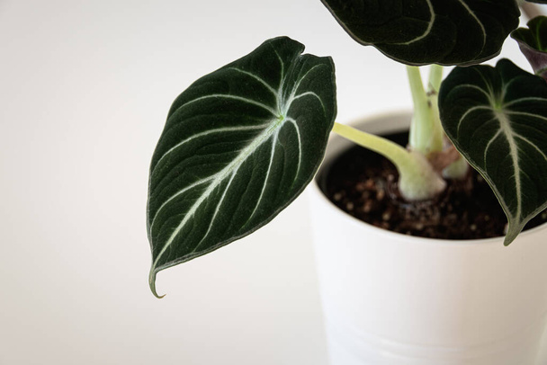 Alocasia reginula 'folha de veludo preto'. Planta em vaso tropical sobre um fundo branco. Detalhe exótico da planta de sala na moda. - Foto, Imagem