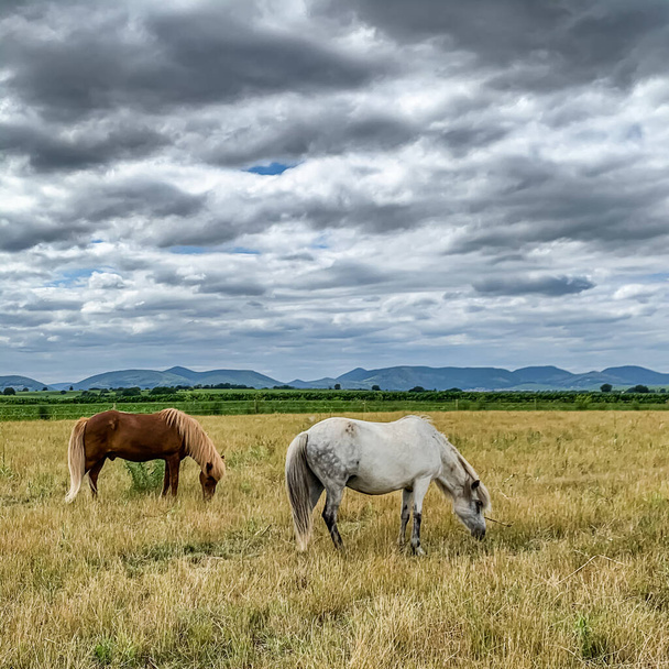 A beautiful view of white and brown horses under a cloudy and gloomy sky - Zdjęcie, obraz