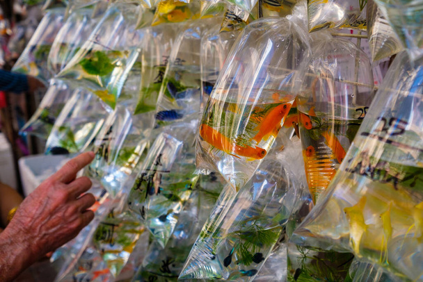 pesce d'oro in sacchetto di plastica sul mercato degli animali domestici - - Foto, immagini