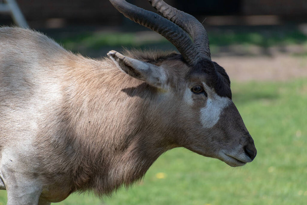 A closeup shot of a kudu in the zoo - Zdjęcie, obraz
