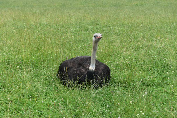 The Common ostrich sitting on the grass in the field - Foto, Bild