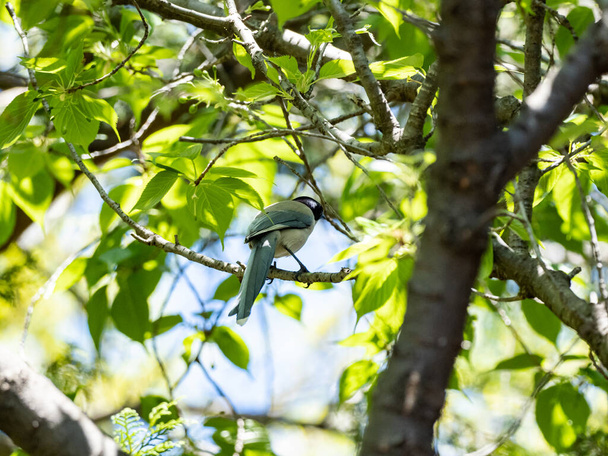 A beautiful shot of an Azure-winged magpie on a tree branch - Фото, изображение