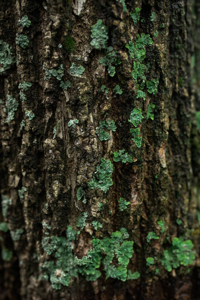 A vertical shot of green moss on a tree bark - Photo, Image