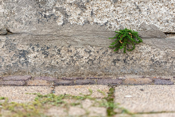 A simple green plant growing on an old stone wall - Zdjęcie, obraz
