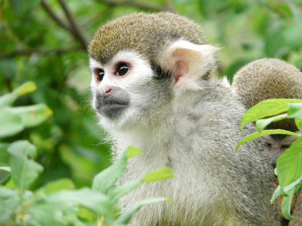 A closeup shot of squirrel monkey on tree - Zdjęcie, obraz
