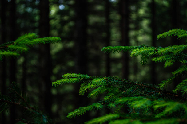 Carpathian nature. Forest on green hills in summer mountains. Hazy green mountain forest - Fotoğraf, Görsel