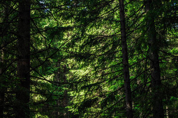 Carpatos. Bosque en verdes colinas en las montañas de verano. Bosque de montaña verde nebuloso - Foto, Imagen