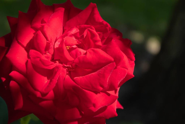 izolovaný růžový květ ozářený slunečními paprsky v letním dni - Fotografie, Obrázek