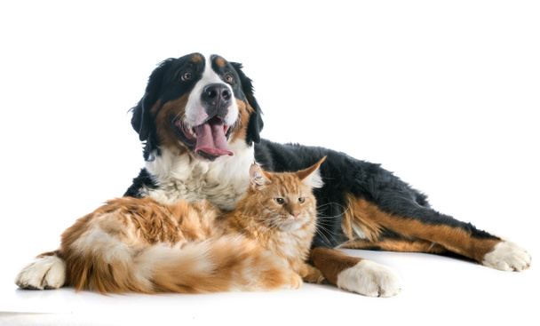 Bernese moutain σκύλο και τη γάτα - Φωτογραφία, εικόνα