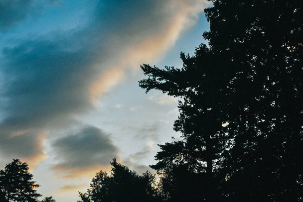 Μια δραματική νεφελώδης μπλε ανατολή με ένα σκιερό δέντρο στο προσκήνιο - Φωτογραφία, εικόνα
