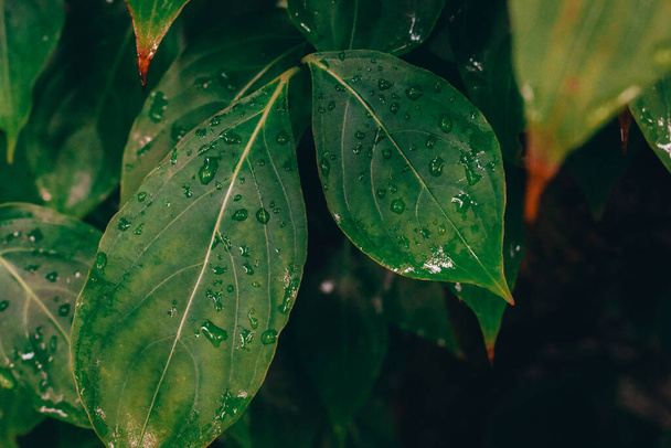 Lähikuva tummanvihreä märkä lehdet jälkeen sademyrsky - Valokuva, kuva