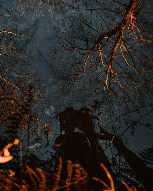 Ένας άνθρωπος ακουμπά πάνω από ένα ανακλαστικό σώμα του νερού, φωτογραφίζοντας τον εαυτό του περιτριγυρισμένο από νεκρά πορτοκαλιά δέντρα. - Φωτογραφία, εικόνα