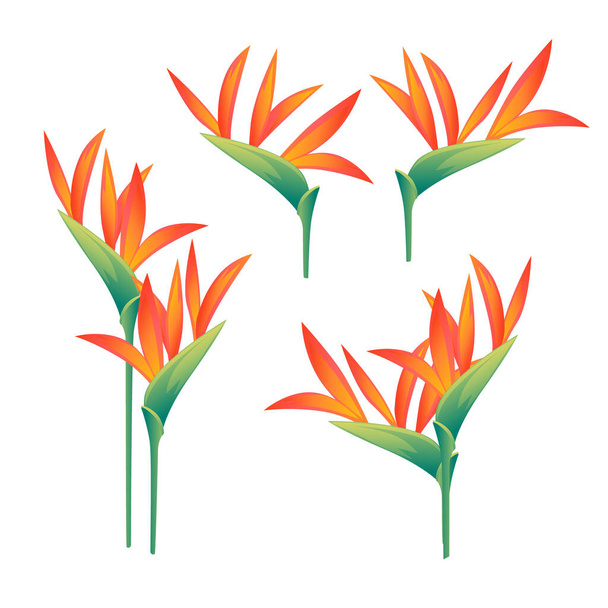 Set of four decorative flowers Bird of Paradise floral element for garden or flower pot flat vector illustration isolated on white background. - Вектор, зображення