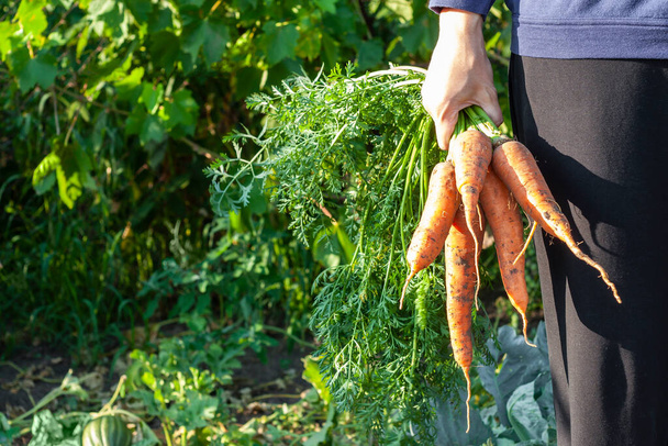 Bouquet de carottes entre les mains d'une agricultrice - Photo, image