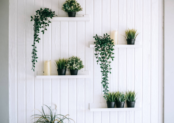 Shelves with home plants in pots on a white wooden wall. Green vegetation in the home interior. High quality photo - Foto, Imagen