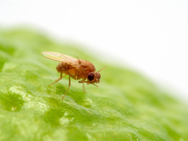 Fruit fly, Drosophila hydei, ξεκουράζεται στην επιφάνεια ενός ασβέστη ενώ καθαρίζει το πρόσωπό του. Αυτό είναι ένα μεγαλύτερο είδος μύγας φρούτων Drosophila. - Φωτογραφία, εικόνα