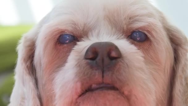 Oude hond met troebele ogen, oogaandoening als gevolg van Uveitis. - Video