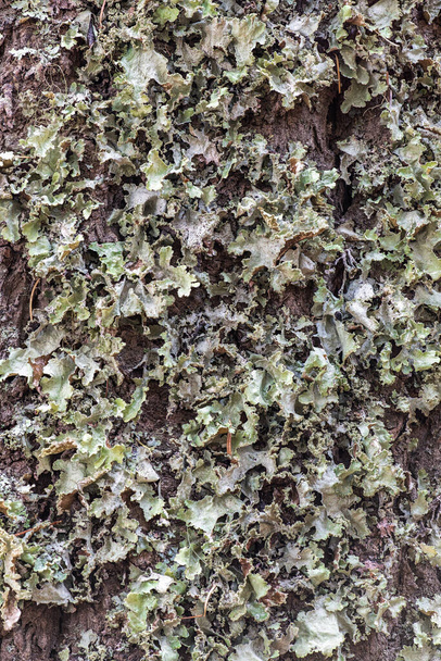 Platismatia Lichen na stromě, WA - Fotografie, Obrázek