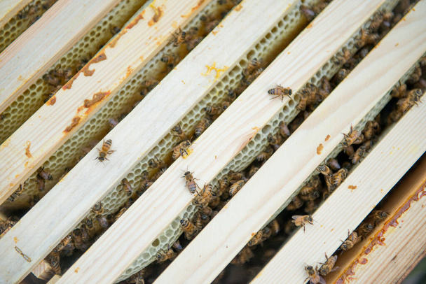 Beehive with frames full of bees closeup - 写真・画像