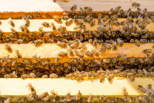 Beehive with frames full of bees closeup - Foto, Imagem