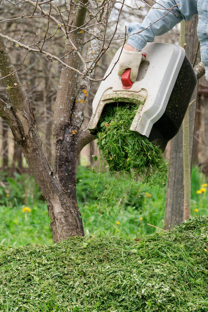 Mano de un jardinero con un guante protector derrama hierba recortada de un recipiente de cortacésped debajo de un árbol frutal para fertilizar el suelo en el jardín de primavera - Foto, imagen
