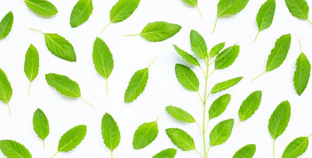 Fresh holy basil leaves on white background. Top view - Foto, afbeelding