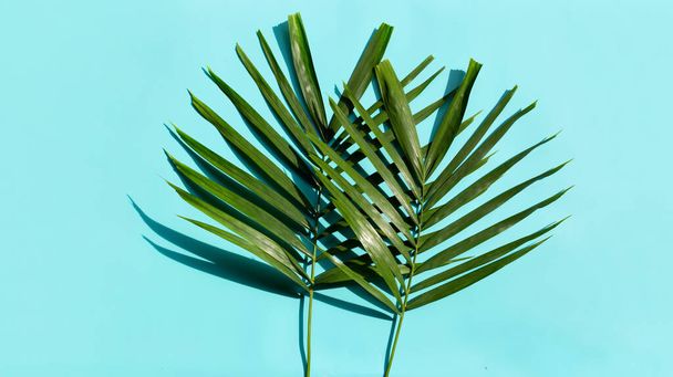 Tropische palmbladeren op blauwe achtergrond. Bovenaanzicht - Foto, afbeelding