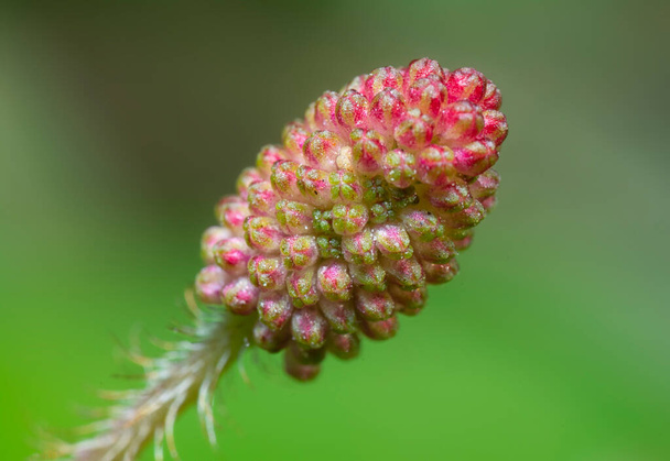 close shot van de Mimosa pudica plant - Foto, afbeelding