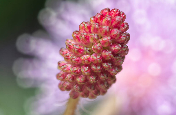 close shot van de Mimosa pudica plant - Foto, afbeelding
