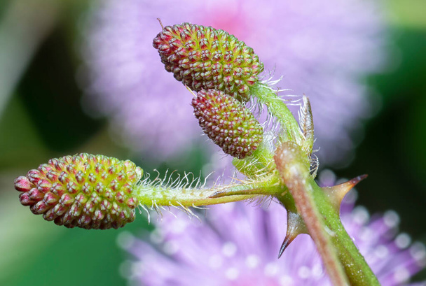close shot of the Mimosa pudica plant - Photo, Image