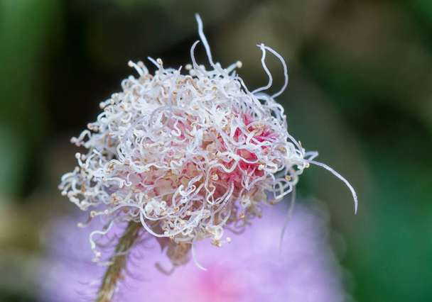 Mimosa pudika bitkisinin yakın çekimi - Fotoğraf, Görsel