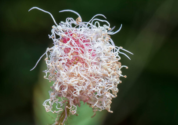 Nahaufnahme der Mimosa pudica Pflanze - Foto, Bild