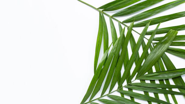 Tropische palmbladeren op witte achtergrond. Kopieerruimte - Foto, afbeelding