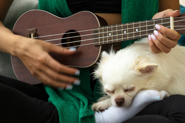 Giovane donna che suona ukulele. Chihuahua bianco che dorme vicino. Disintossicazione digitale, semplici piaceri e concetto di salute mentale. - Foto, immagini