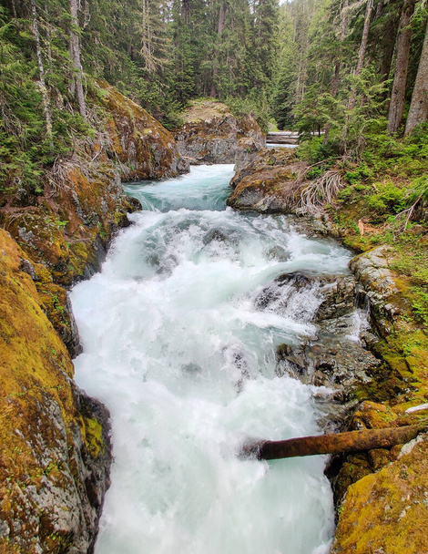 Affascinanti cascate di Chinook che affollano il torrente con grandi massi in un ambiente primitivo della foresta a Washington occidentale - Foto, immagini