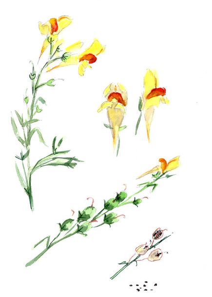 flowers, plant and fruits of Linaria vulgaris, common toadflax, yellow toadflax, butter-and-eggs on a white background, watercolor pattern, botanical sketch. High quality photo - Photo, Image