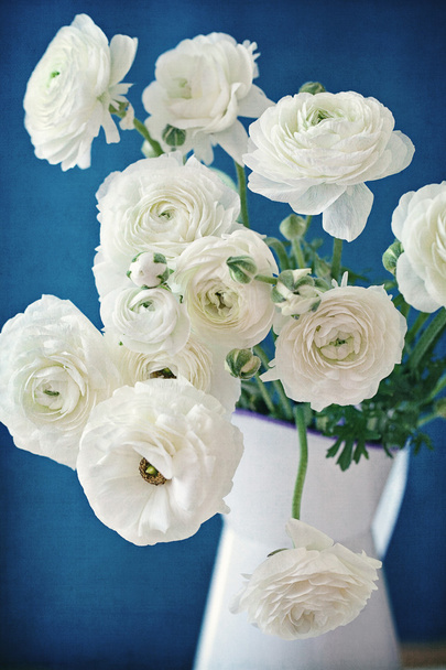 White Ranunculus - Zdjęcie, obraz