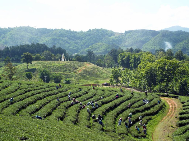 Chiang Rai. Thajsko, 17. června 2017: Pracovníci sbírající čaj na plantáži v horách Chiang Rai, Thajsko - Fotografie, Obrázek