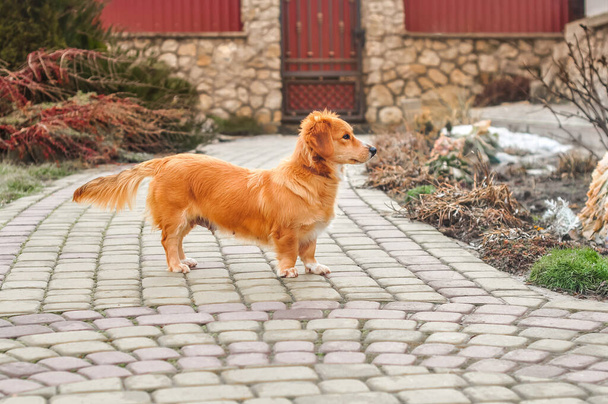 Lindo perro perrito naranja se para en sus patas en el fondo del patio - Foto, imagen