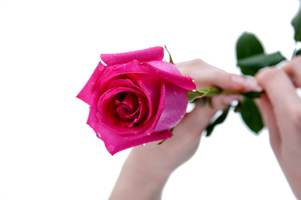 Pink rose bud in female hands on a white background - Foto, immagini