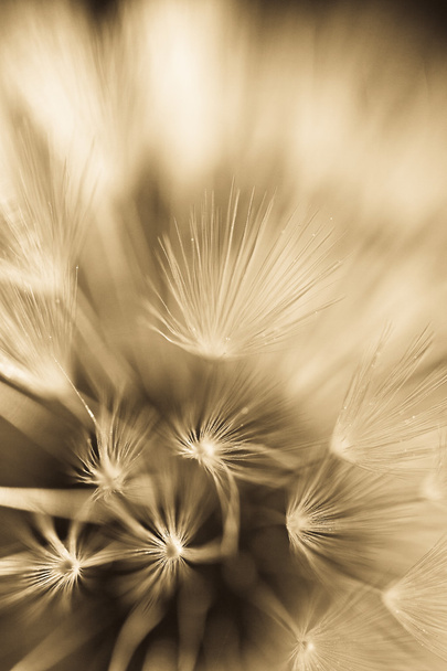Abstract dandelion flower background, extreme closeup. Big dandelion on natural background. - Photo, Image